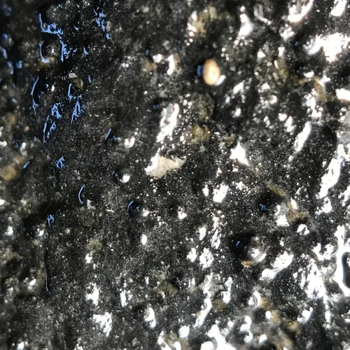 Wart Lichen
