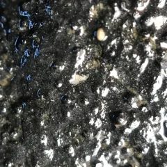 Wart Lichen thumbnail 1