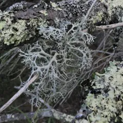Common Antler Lichen thumbnail 2