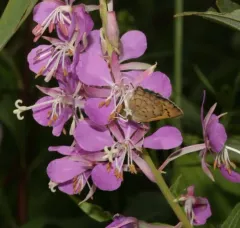 Salt Marsh Copper thumbnail 3