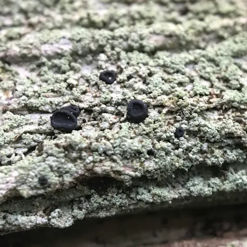 Blue-green Volcanito