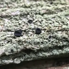 Blue-green Volcanito thumbnail 1