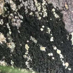 Granite-speck Rim Lichen thumbnail 3