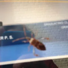 Western Conifer Seed Bug thumbnail 5