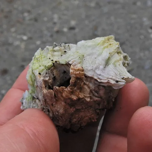 rough barnacle