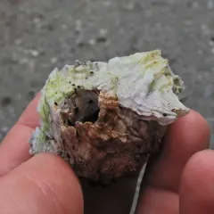 rough barnacle thumbnail 1