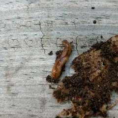 Wandering Broadhead Planarian thumbnail 2