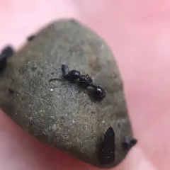 Long-spined Acorn Ant thumbnail 4