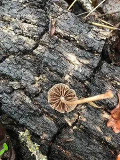 Psathyrella quercicola thumbnail 3