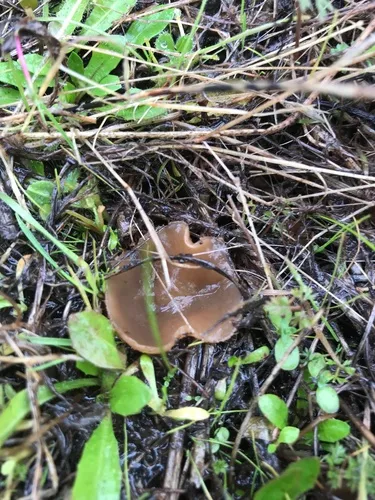 Peziza subvesiculosa