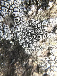 Rock Nipple Lichen thumbnail 3