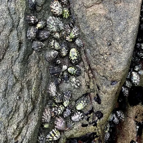 Fingered Limpet