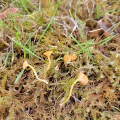 Orange Moss Navel thumbnail 2