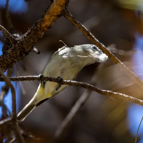 Cassin's Vireo