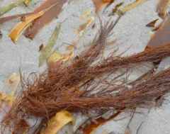 Witch's hair thumbnail 4