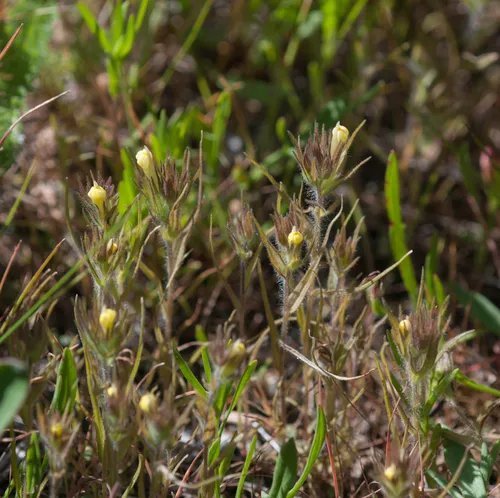 hairy owl's clover