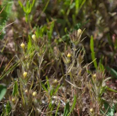 hairy owl's clover thumbnail 1