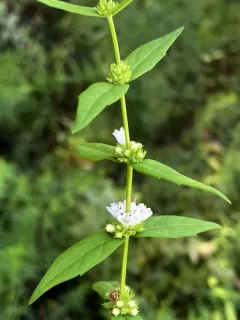 clasping water horehound thumbnail 3