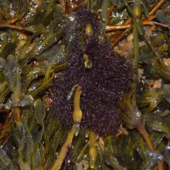 Wrack Siphon Weed thumbnail 3
