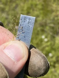 Wright's Rosette Grass thumbnail 4