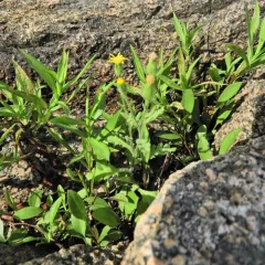 Sticky Groundsel thumbnail 2