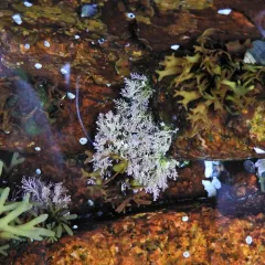 Common Coralline thumbnail 4