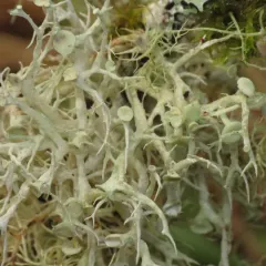 Punctured Bushy Lichen thumbnail 3
