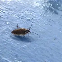 Dusky Cockroach thumbnail 2