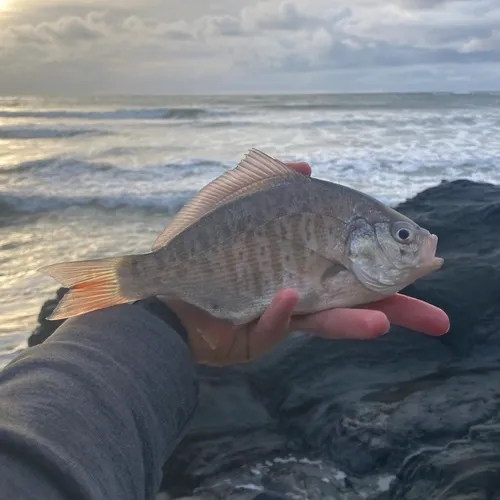Redtail Surfperch