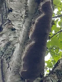 Phellinus betulinus thumbnail 2