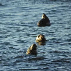 Grey Seal thumbnail 2