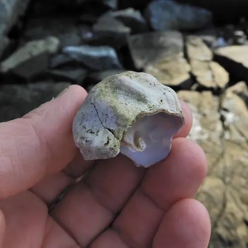Common Whelk