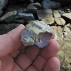 Common Whelk thumbnail 1