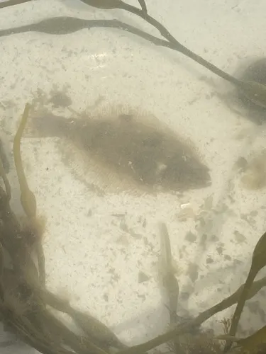 Summer Flounder