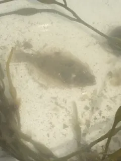 Summer Flounder thumbnail 1