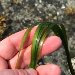 Eelgrass thumbnail 3