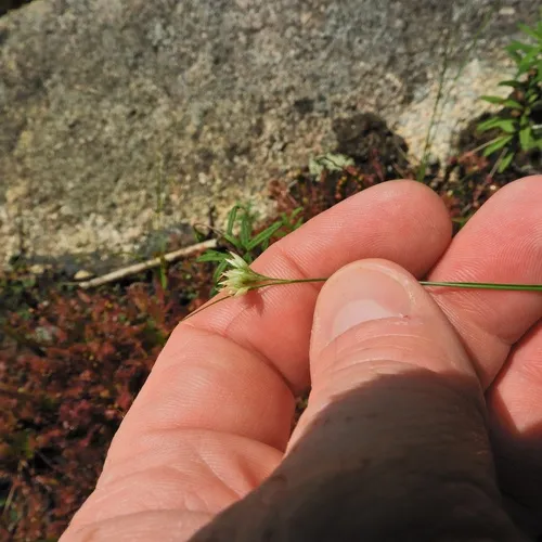 white beak-sedge