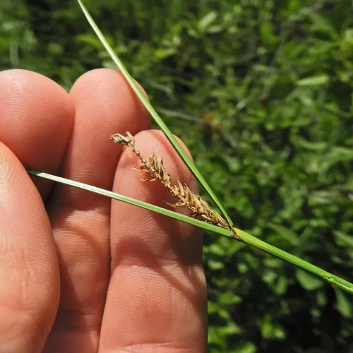 woolly-fruited sedge