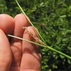 woolly-fruited sedge thumbnail 1