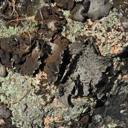 Pennsylvania Toadskin Lichen