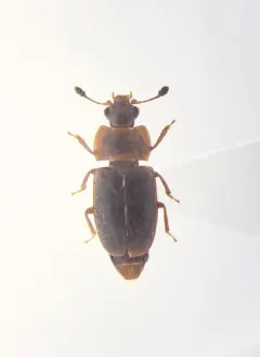 Epuraea planulata thumbnail 2