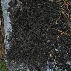 Rimmed Camouflage Lichen thumbnail 2