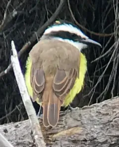 Great Kiskadee thumbnail 4