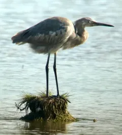 Reddish Egret thumbnail 1