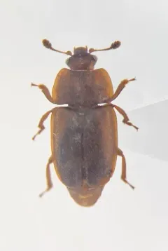 Epuraea alternata thumbnail 2
