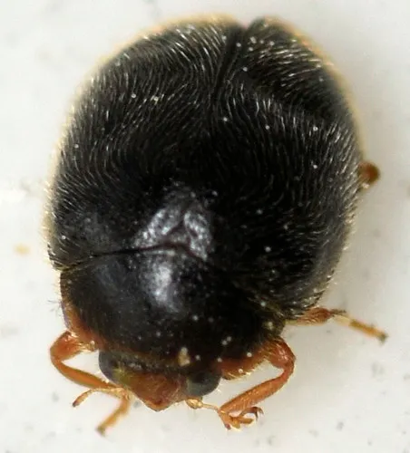 Scymnus fraternus