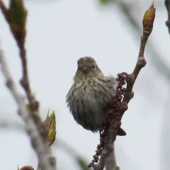 Pine Siskin thumbnail 4