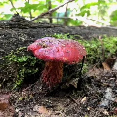 Frost's Bolete thumbnail 2