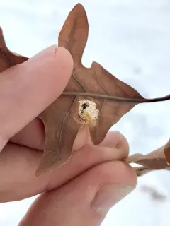 Phyllonorycter argentifimbriella thumbnail 1