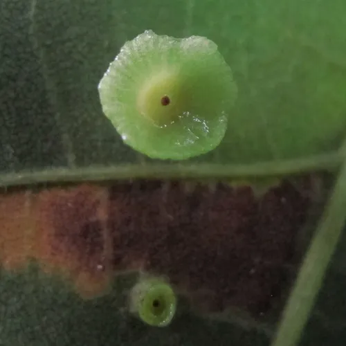 Hickory Sombrero Gall Midge